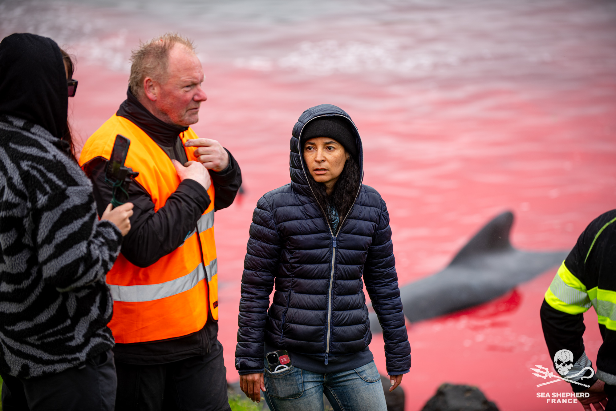 Feroe Grindstop globicéphale dauphins sang massacre
