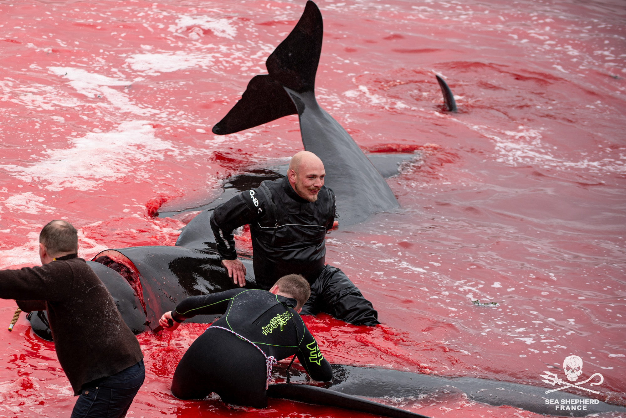 Feroe Grindstop globicéphale dauphins sang massacre