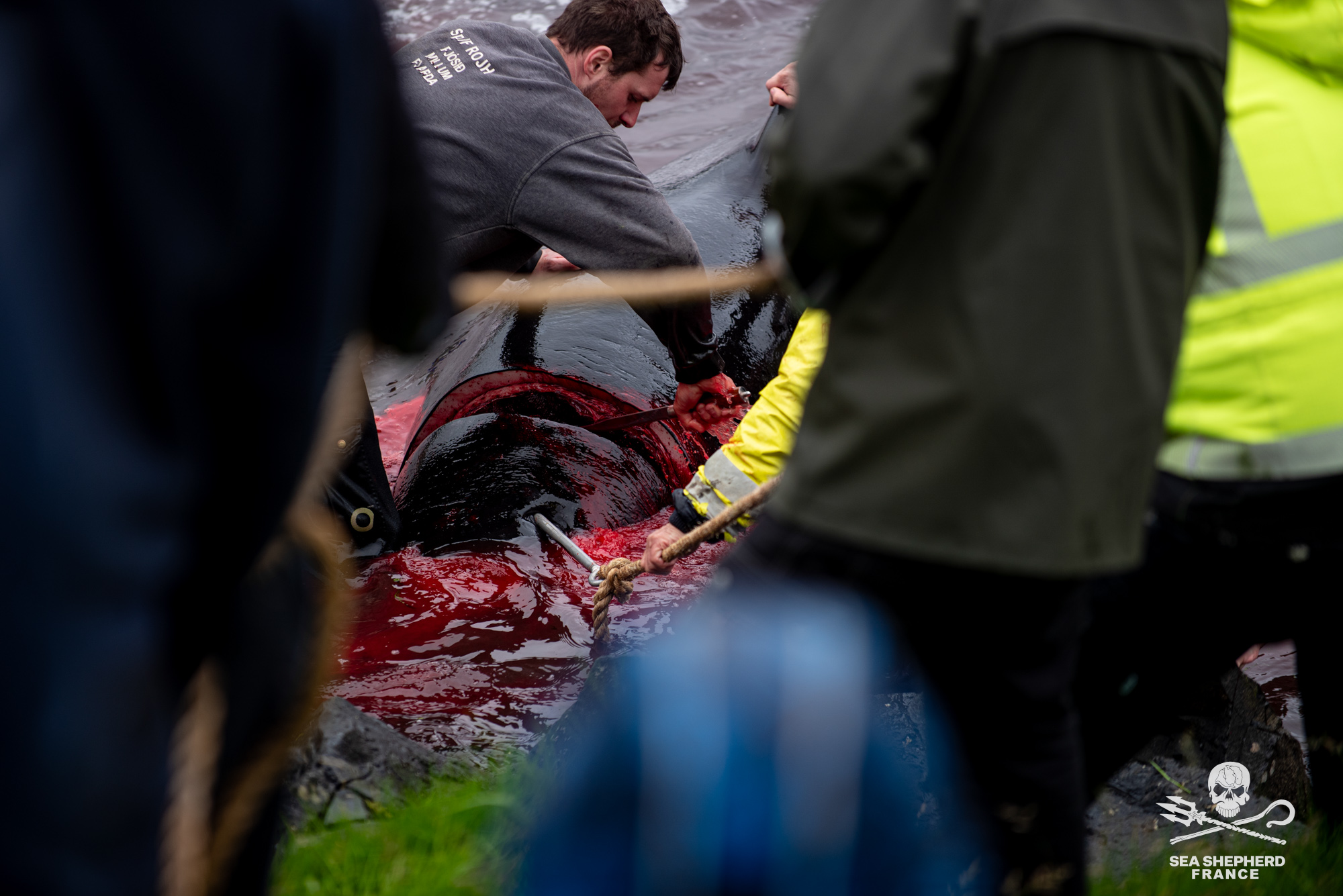 Feroe Grindstop globicéphale dauphins sang massacre