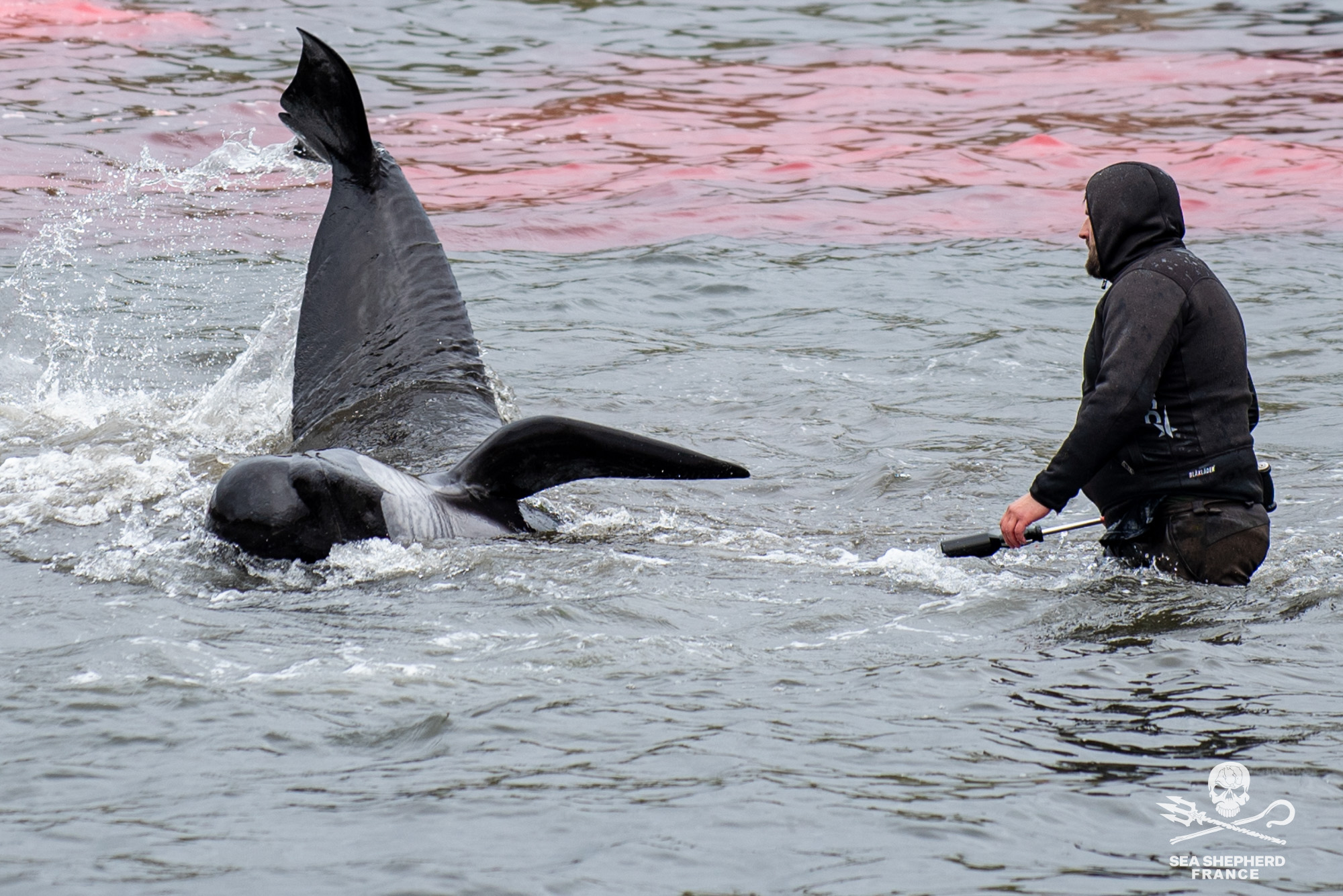 Feroe Grindstop globicéphale dauphins sang massacre