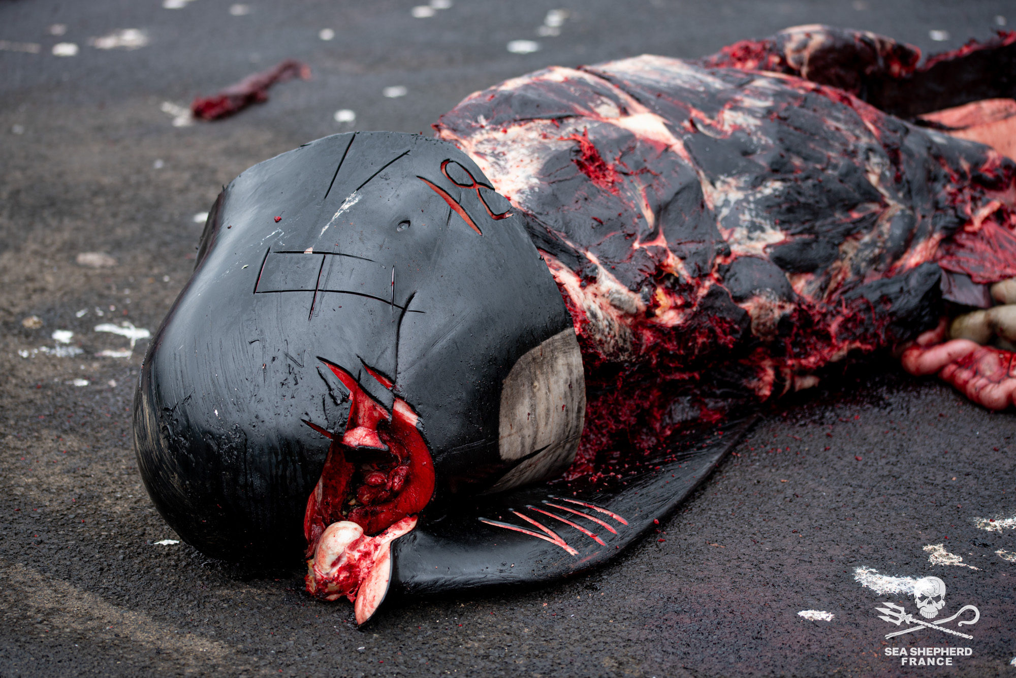 Feroe Grindstop globicéphale dauphins sang massacre