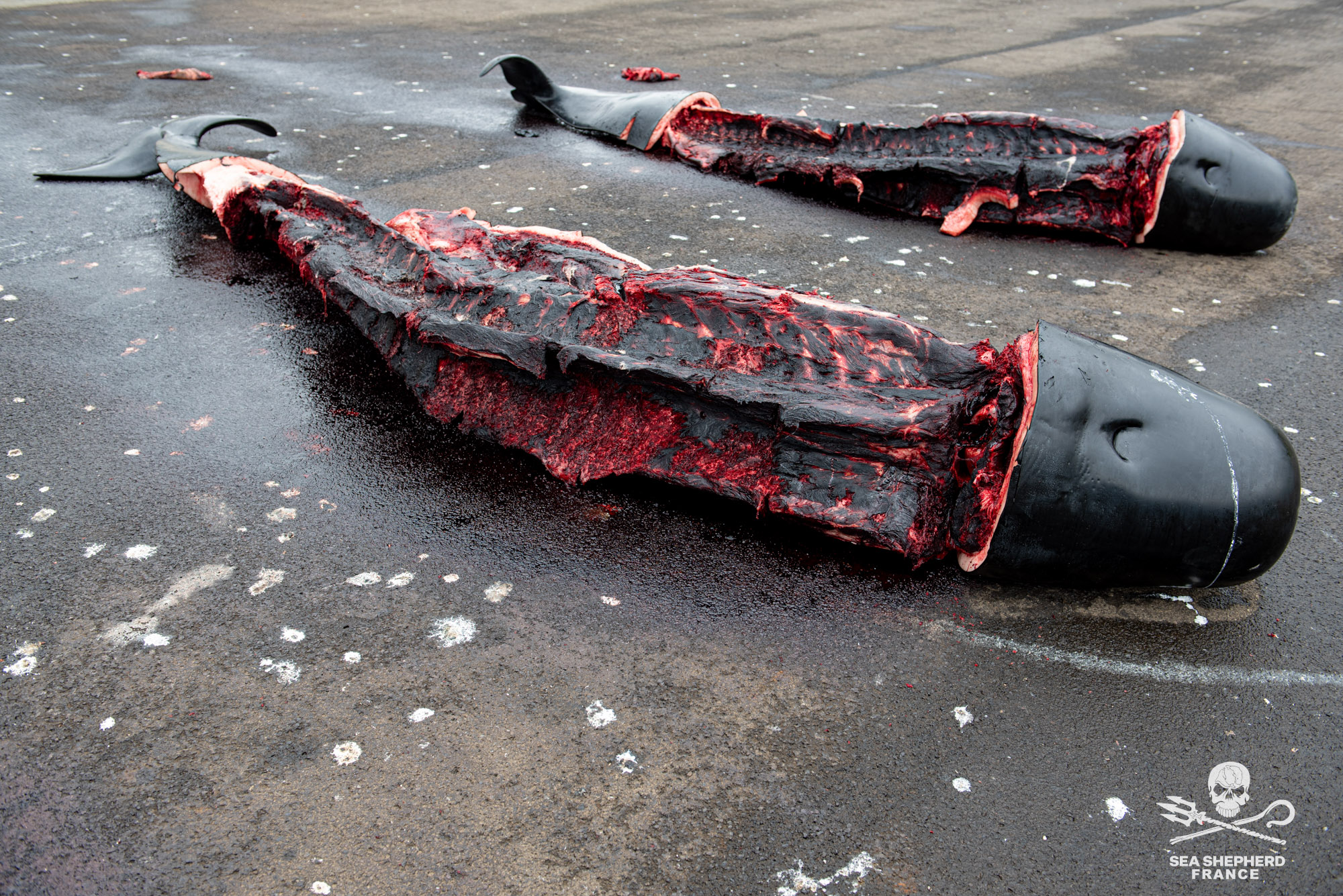 Feroe Grindstop globicéphale dauphins sang massacre