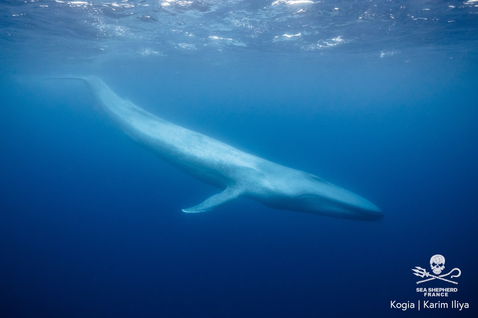 japon rorquals sea shepherd france