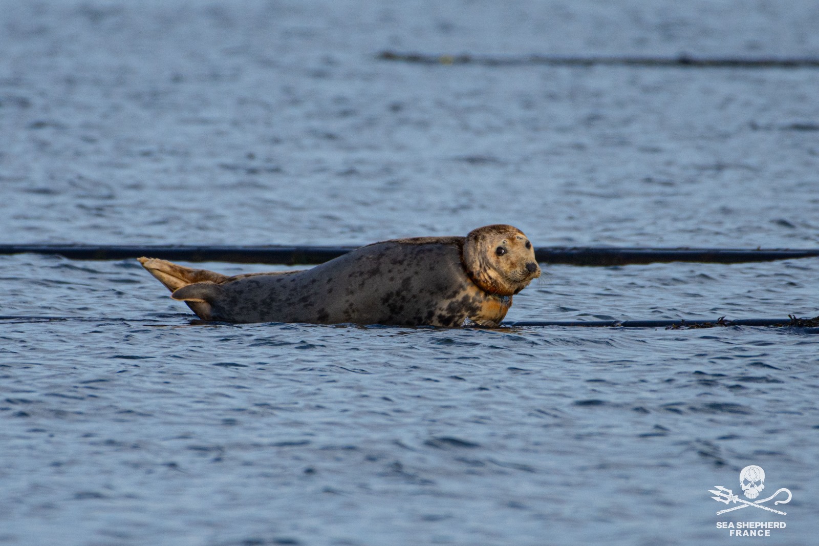 Hopewell sauvetage phoque plateforme cagnotte