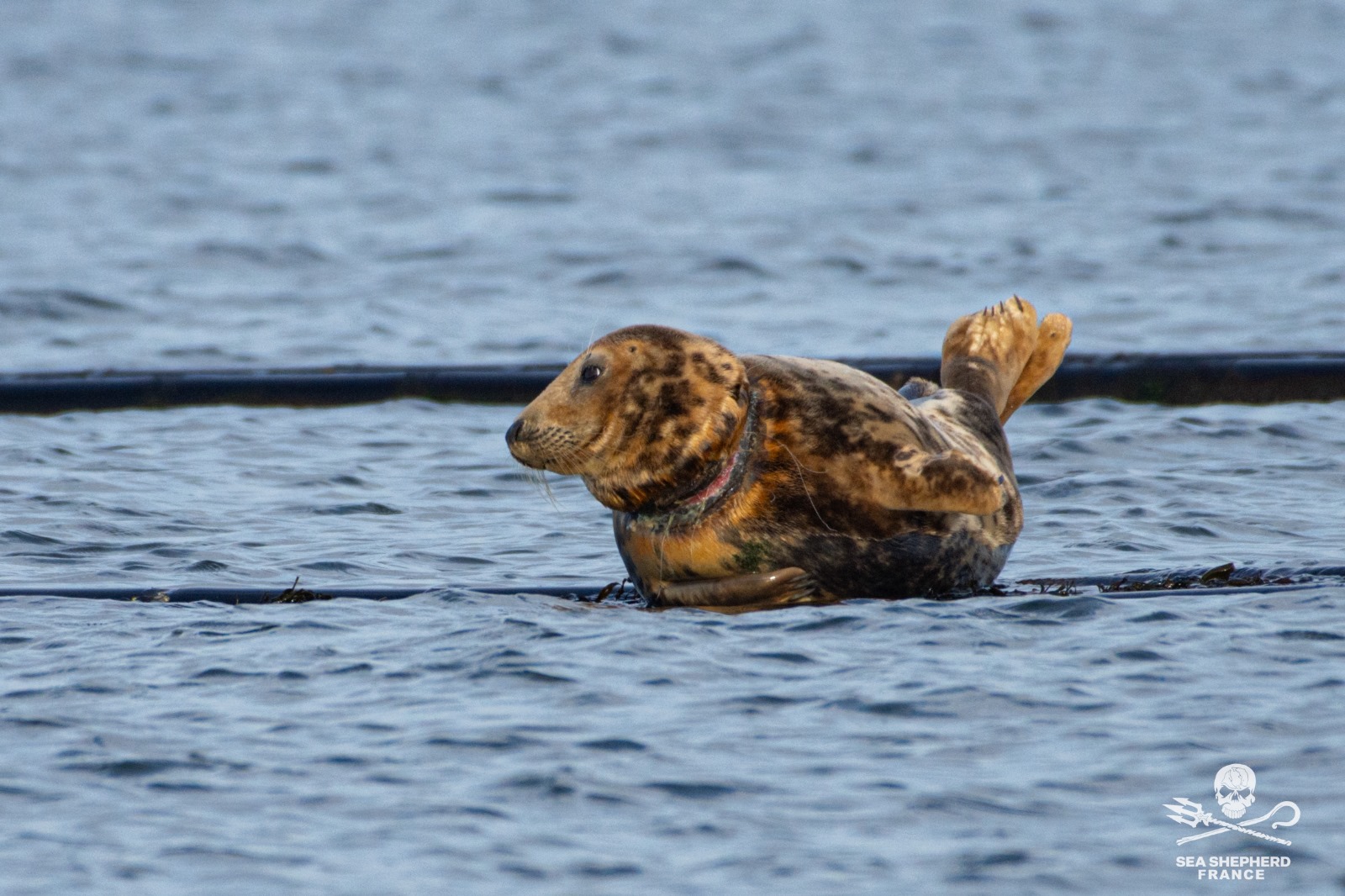 Hopewell sauvetage phoque plateforme cagnotte