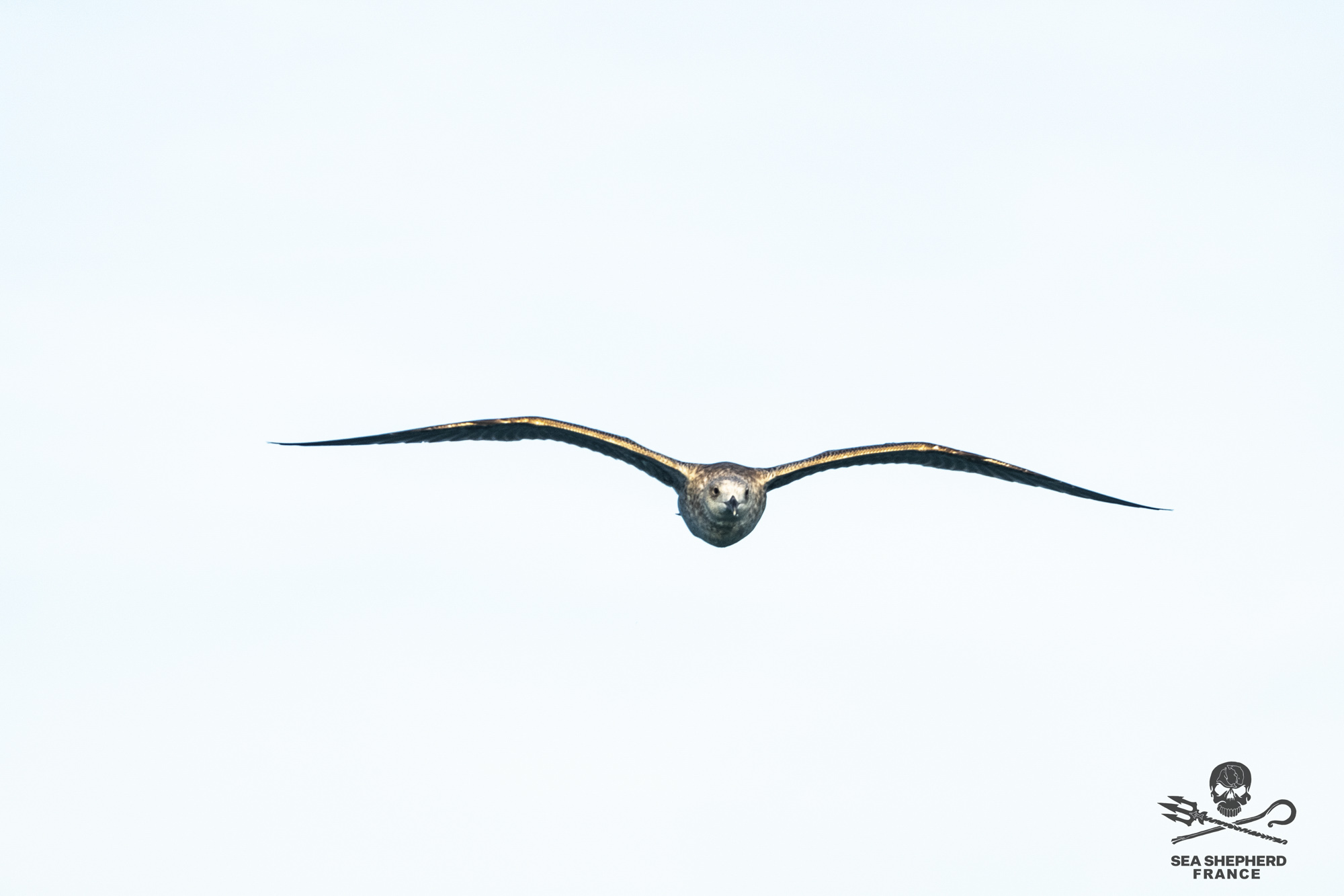 Dunkerque oiseaux mammifères marins éolien offshore