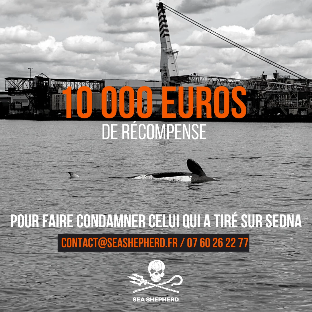 10 000 euros de récompense sea sheperd