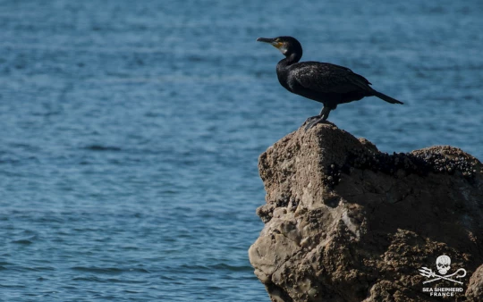 Loi d'orientation agricole LOA article