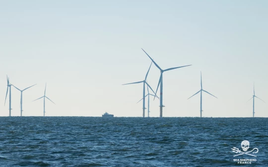 éolien offshore carence fautive ONG biodiversité