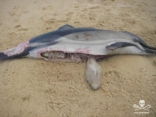 Dauphin mort éviscéré, échoué sur une plage