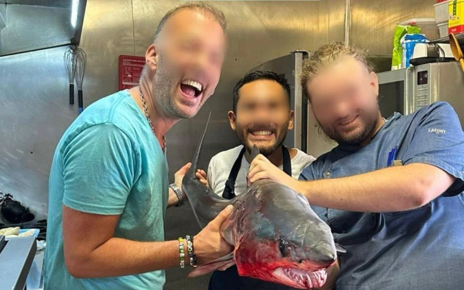 Gambaro requin Mako|Gambaro requin mako espèce|Gambaro requin mako espèce