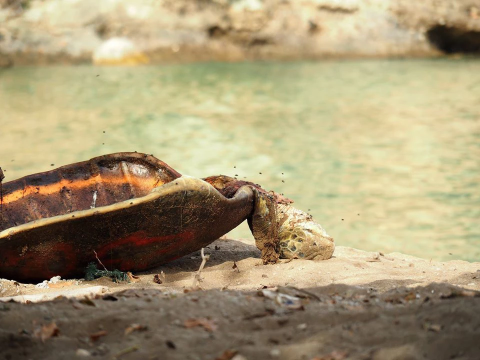 Association Oulanga Na Nyamba Tortue braconnée sur la plage de Moya, 28 cadavres retrouvés sur cette seule plage