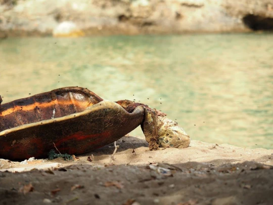 Association Oulanga Na Nyamba Tortue braconnée sur la plage de Moya, 28 cadavres retrouvés sur cette seule plage