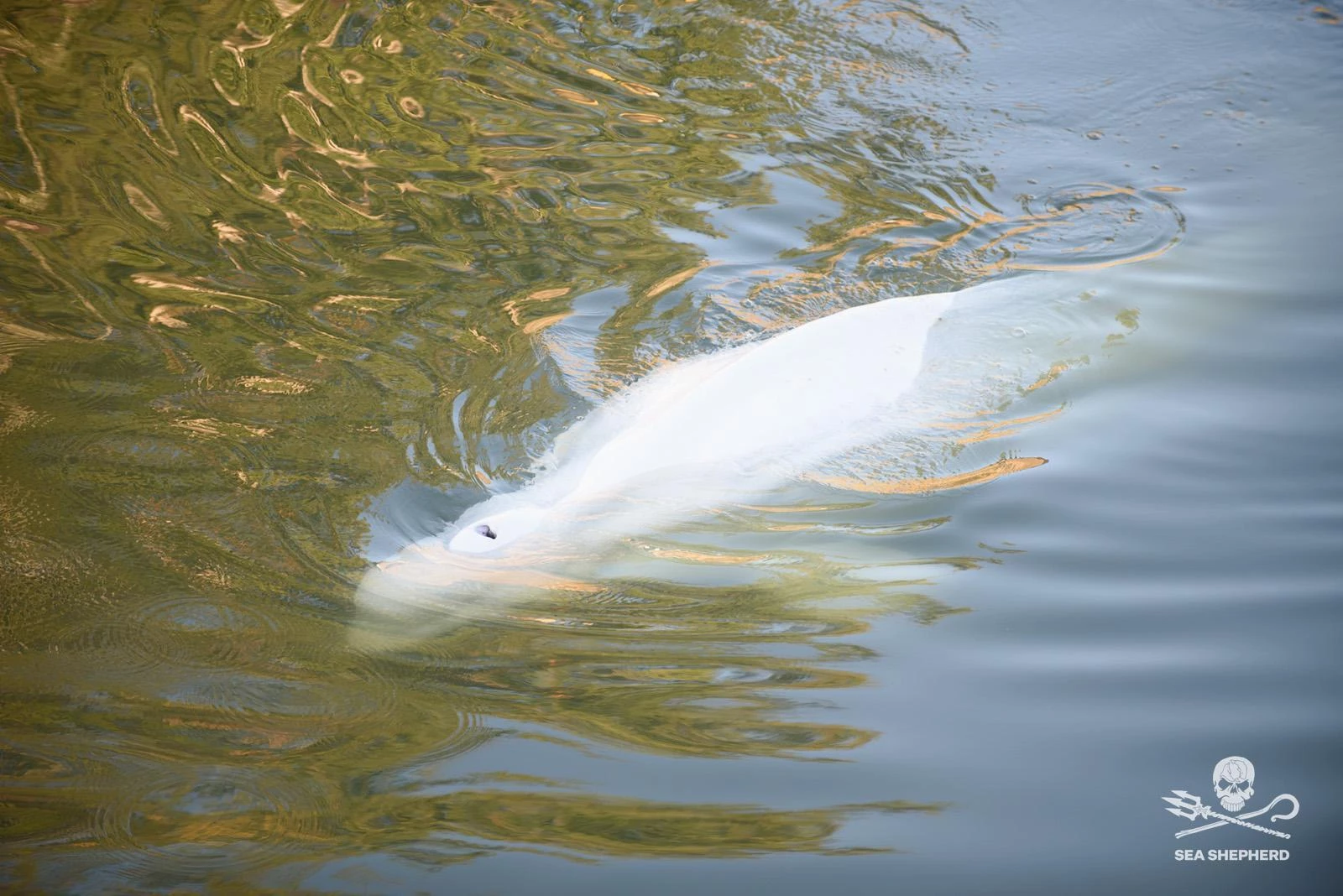 beluga france rouen|beluga france association surpeche