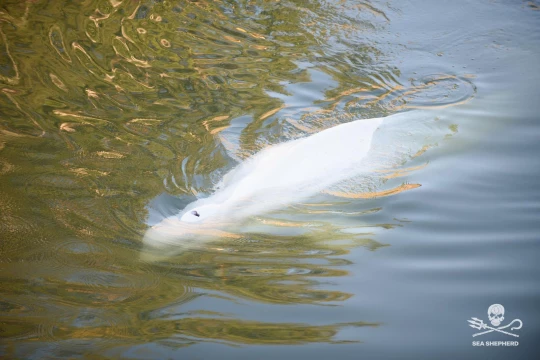 beluga france rouen|beluga france association surpeche
