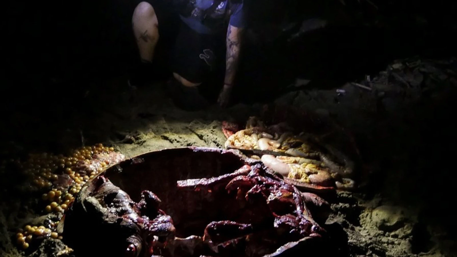 massacre tortue ocean braconnage|tortue ocean association mayotte|tortue ocean association defense|massacre tortue ocean association carapace|massacre tortue ocean association machette horreur|massacre tortue ocean association|massacre tortue ocean mayotte