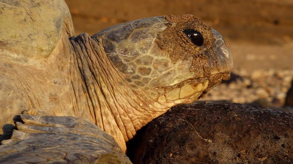 tortue tuée ile carapace association dons|Ca bouge enfin pour les tortues de Mayotte dons|Ca bouge enfin pour les tortues de Mayotte sea