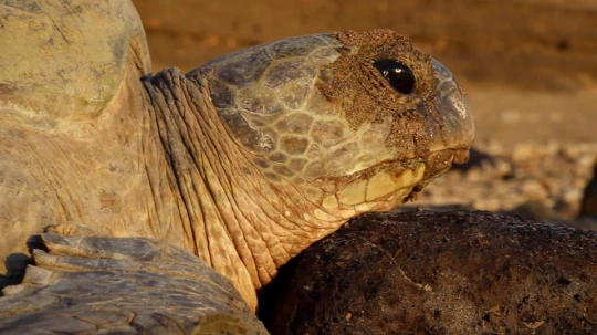 tortue tuée ile carapace association dons|Ca bouge enfin pour les tortues de Mayotte dons|Ca bouge enfin pour les tortues de Mayotte sea