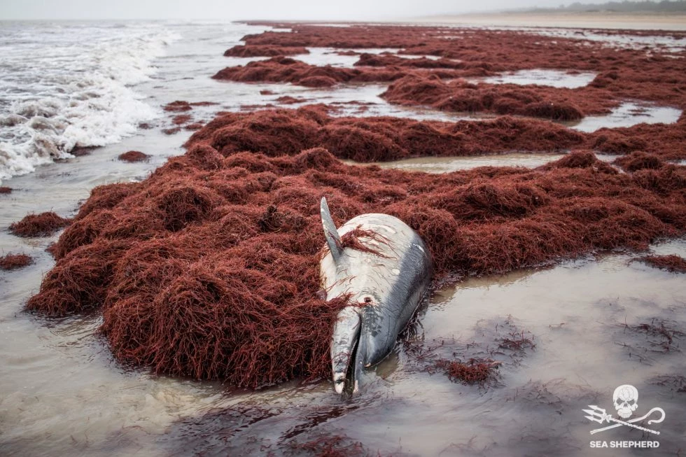 Captures de dauphins dans le Golfe de Gascogne : Sea Shepherd lance l’Opération Dolphin ByCatch 7 dons