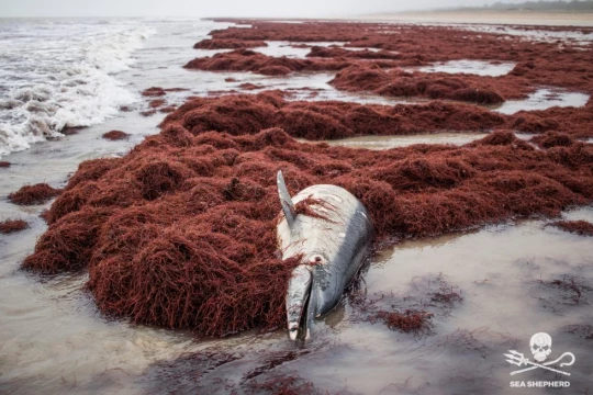 Captures de dauphins dans le Golfe de Gascogne : Sea Shepherd lance l’Opération Dolphin ByCatch 7 dons
