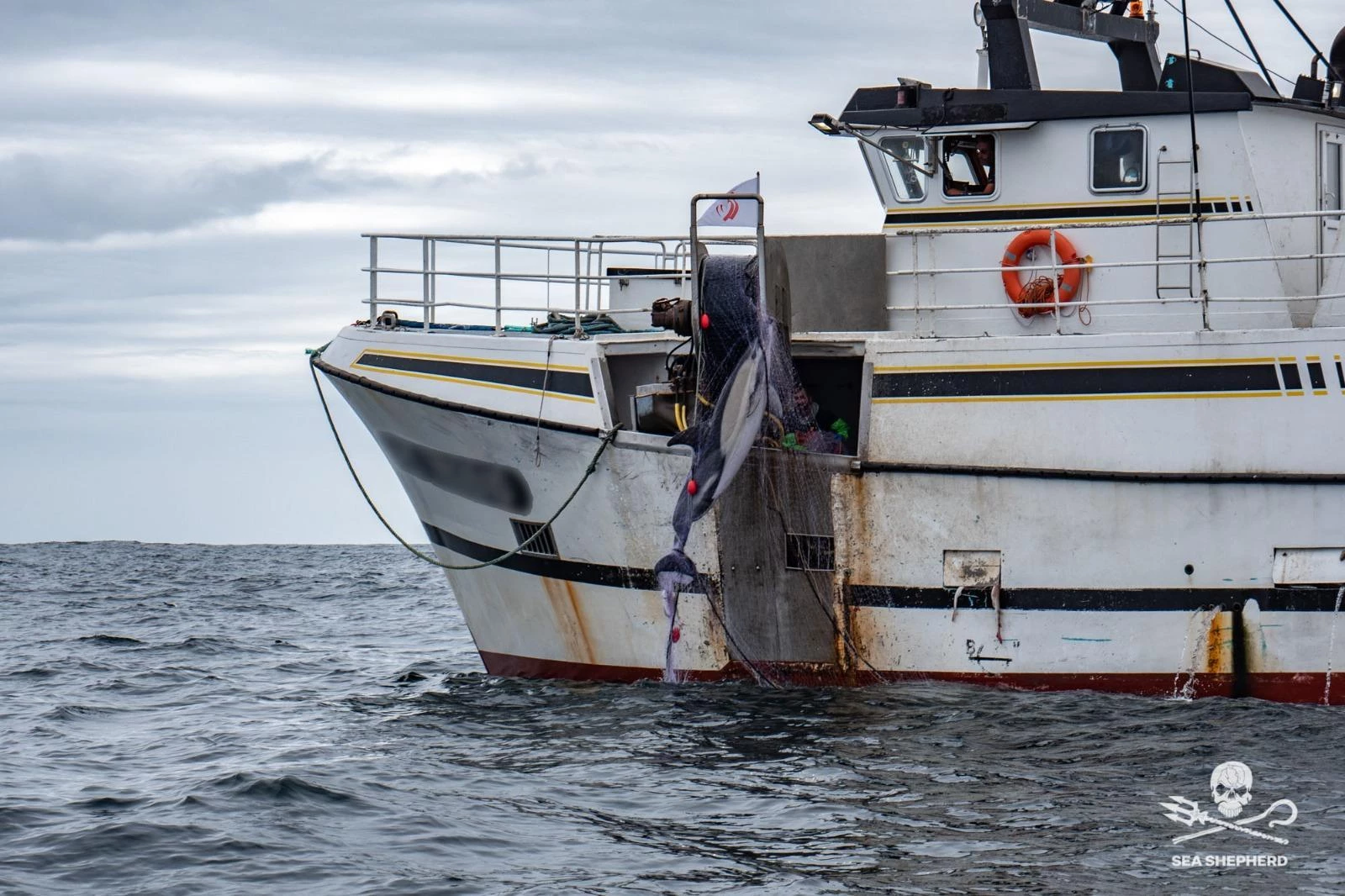 Bateau remontant un dauphin dans ses filets