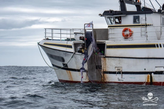 Bateau remontant un dauphin dans ses filets