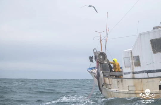 dauphin dans les filets|dauphin dans les filets|dauphin échoué
