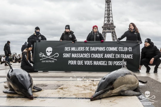 Dauphins captures fermetures|Dauphins captures fermetures|Dauphins captures fermetures