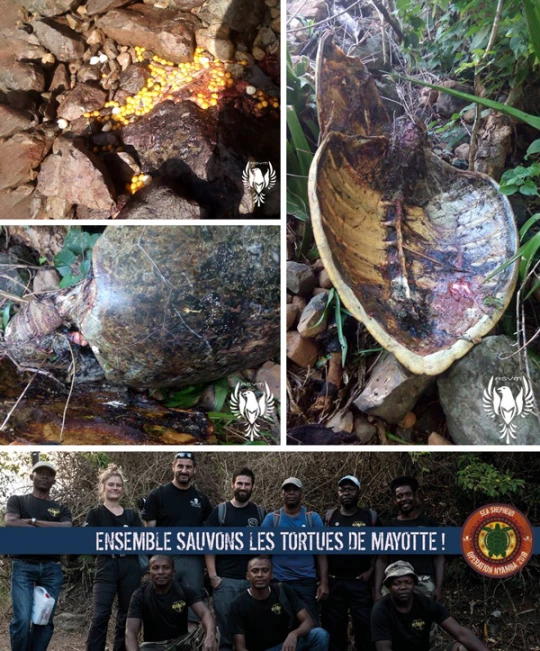 braconnage mayotte tortue aide