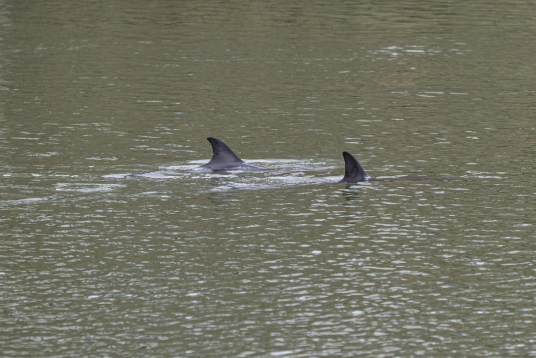 Daphins communs dans la rivière d'Auray