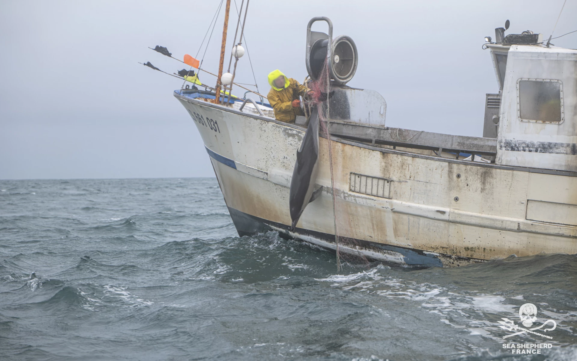 conseil d'état dauphins captures