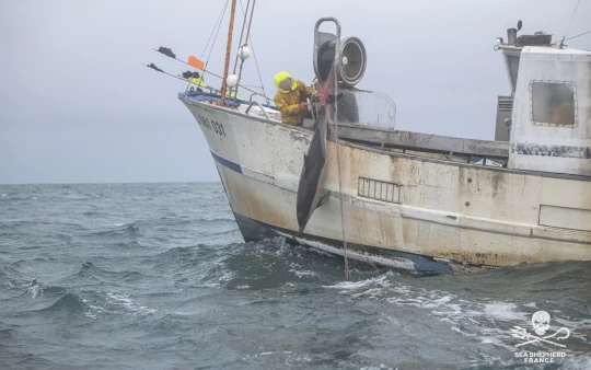 conseil d'état dauphins captures