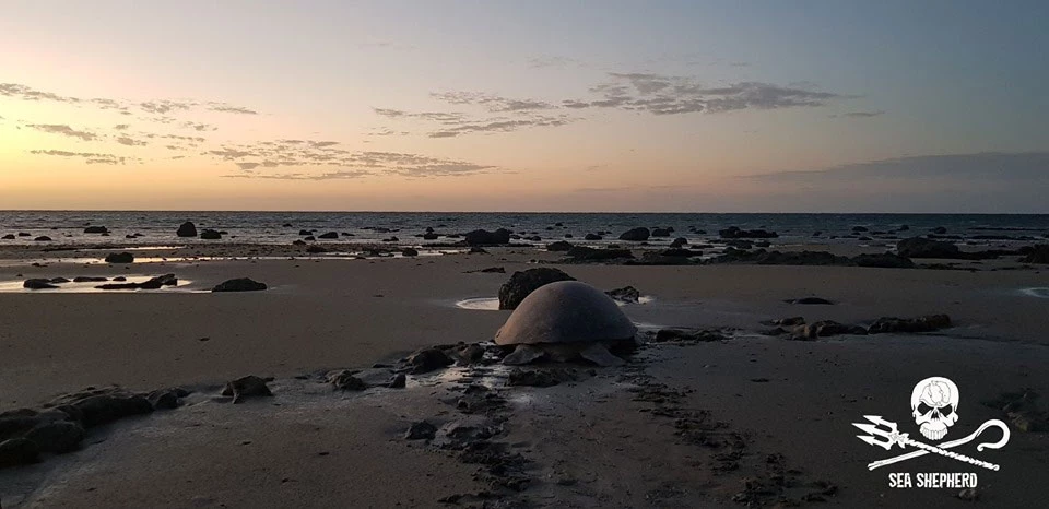 aide dons volontaire tortue marines aides