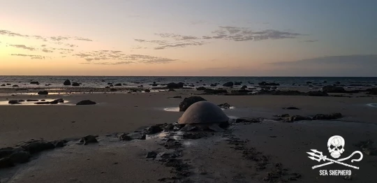 aide dons volontaire tortue marines aides