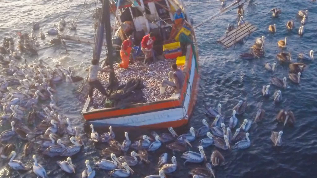 Premier coup de filet dans le cadre d’un nouveau partenariat entre Sea Shepherd et le gouve