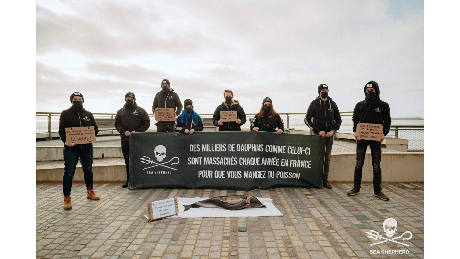 massacre dauphin ocean association