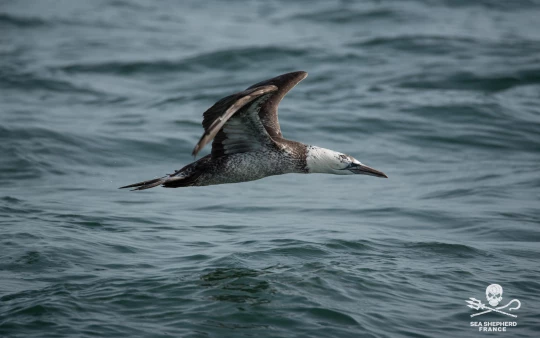 Dunkerque éoliennes consultation publique|Dunkerque éoliennes consultation publique|Dunkerque éoliennes consultation publique