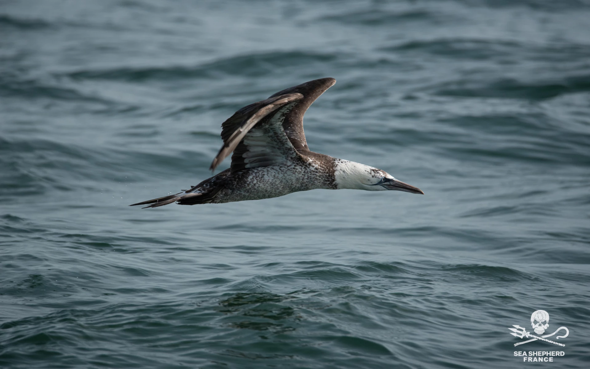 Dunkerque éoliennes consultation publique|Dunkerque éoliennes consultation publique|Dunkerque éoliennes consultation publique