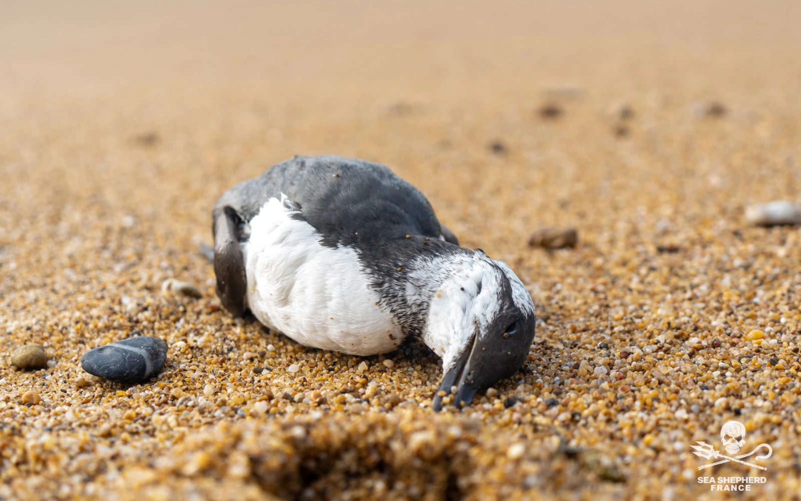 oiseaux marins Guillemots Sea Shepherd Rescue échouages|oiseaux marins Guillemots Sea Shepherd Rescue échouages|oiseaux marins Guillemots Sea Shepherd Rescue échouages|oiseaux marins Guillemots Sea Shepherd Rescue échouages|oiseaux marins Guillemots Sea Shepherd Rescue échouages|oiseaux marins Guillemots Sea Shepherd Rescue échouages|oiseaux marins Guillemots Sea Shepherd Rescue échouages