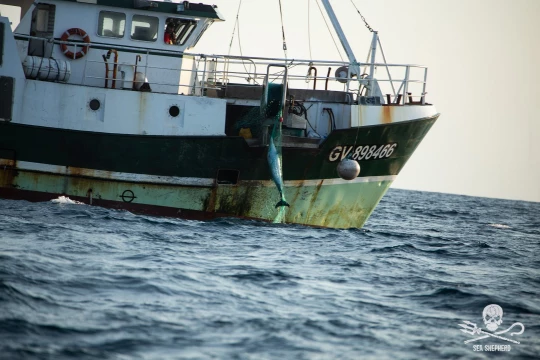 dauphin ocean association ong|dauphin ocean association massacre