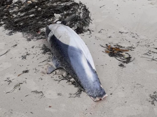 |Encore un dauphin mort retrouvé sur la plage de Porsmoguer à Plouarzel, france|Encore un dauphin mort retrouvé sur la plage de Porsmoguer à Plouarzel, france|Encore un dauphin mort retrouvé sur la plage de Porsmoguer à Plouarzel, defense|
