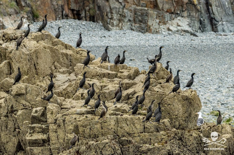 EOLIEN OFFSHORE dons