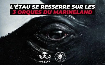orques Marineland