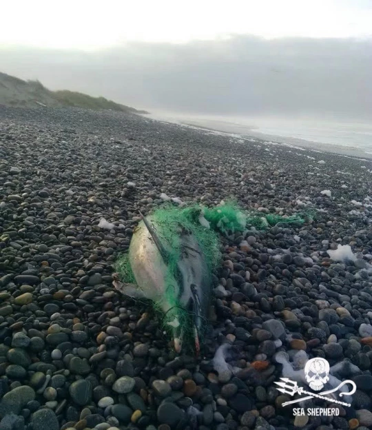 : Hécatombe de dauphins en France : filet