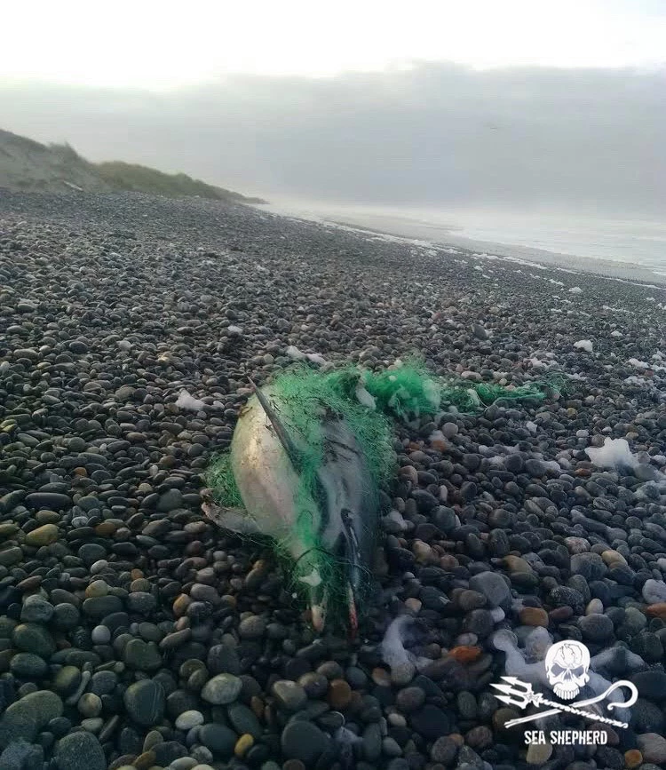 : Hécatombe de dauphins en France : filet