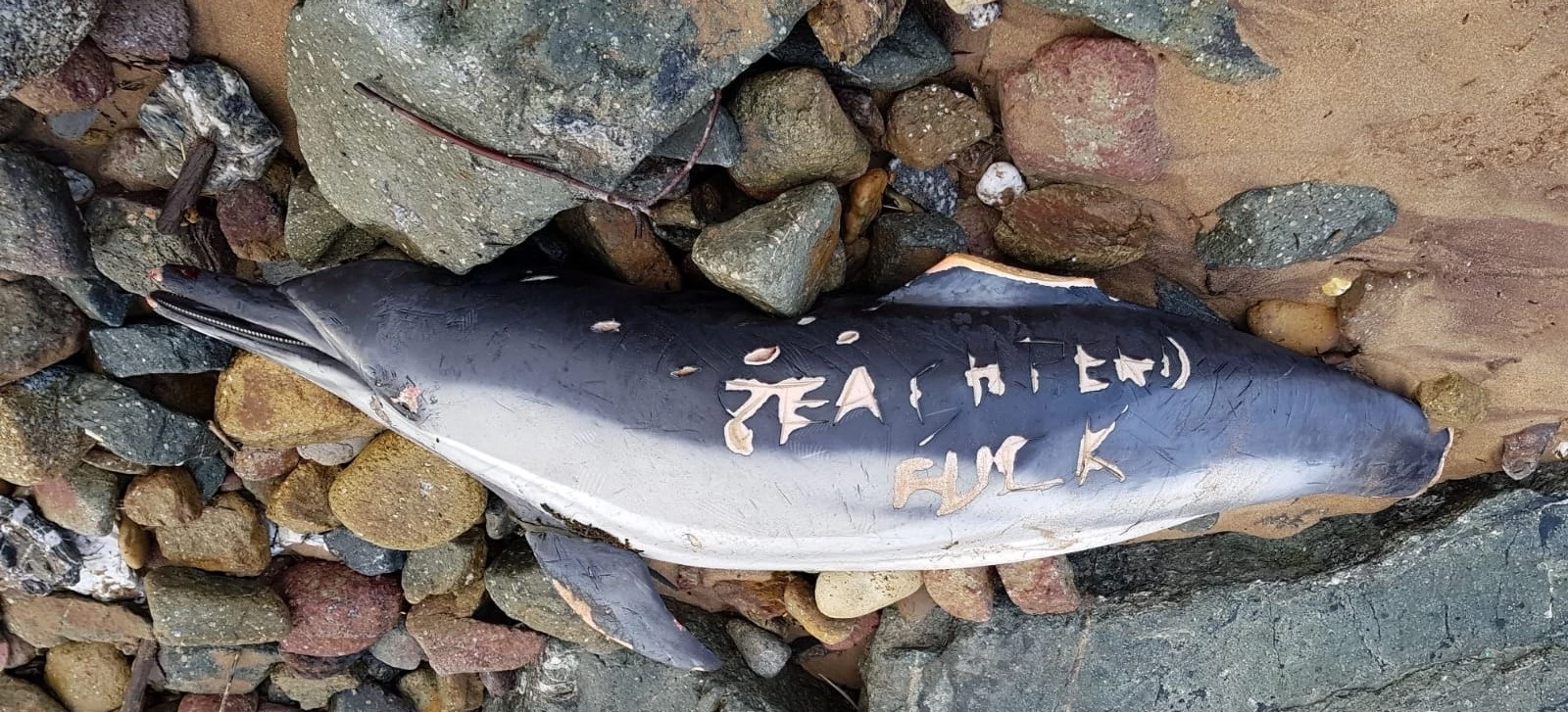 : les pêcheurs adressent un message macabre à Sea Shepherd aide france association aide|: les pêcheurs adressent un message macabre à Sea Shepherd aide france horeur|: les pêcheurs adressent un message macabre à Sea Shepherd aide|: les pêcheurs adressent un message macabre à Sea Shepherd france|: Hécatombe de dauphins en France pecheur mer