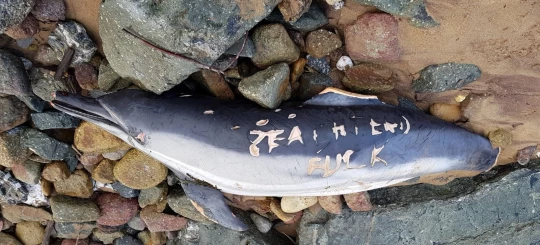 : les pêcheurs adressent un message macabre à Sea Shepherd aide france association aide|: les pêcheurs adressent un message macabre à Sea Shepherd aide france horeur|: les pêcheurs adressent un message macabre à Sea Shepherd aide|: les pêcheurs adressent un message macabre à Sea Shepherd france|: Hécatombe de dauphins en France pecheur mer