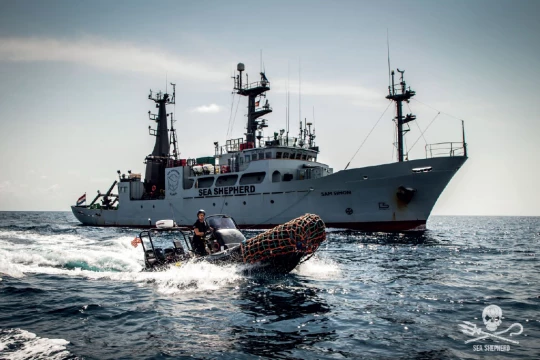 ||Hécatombe de dauphins ong|Hécatombe de dauphins france|Hécatombe de dauphins mer france|Hécatombe de dauphins aide france