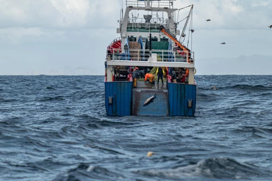 hécatombe dolphin bycatch spain dauphins espagne