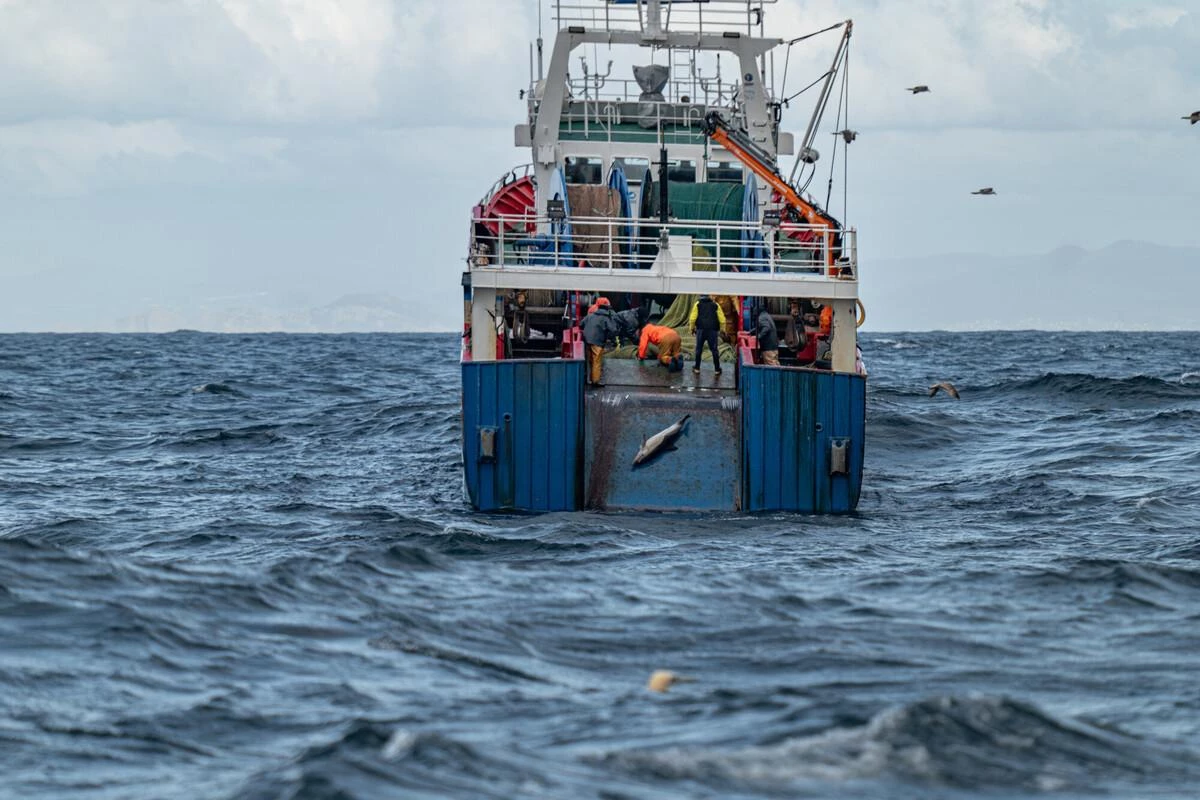 hécatombe dolphin bycatch spain dauphins espagne